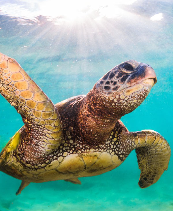 Día Mundial de la Tortugas Marinas | Universidad da Vinci de Guatemala