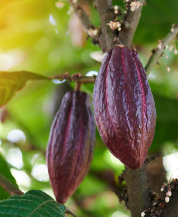 Día Mundial del Cacao | Universidad da Vinci de Guatemala