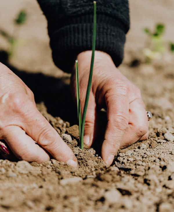 ¿Por qué estudiar agronomía en Guatemala? | Universidad da Vinci de Guatemala