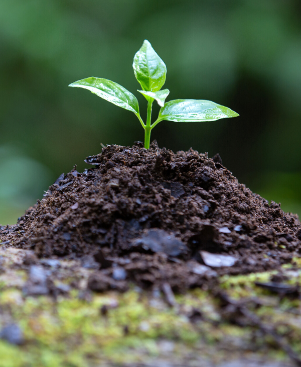 Cuidemos nuestro planeta celebrando el Día de la Naturaleza | Universidad da Vinci de Guatemala