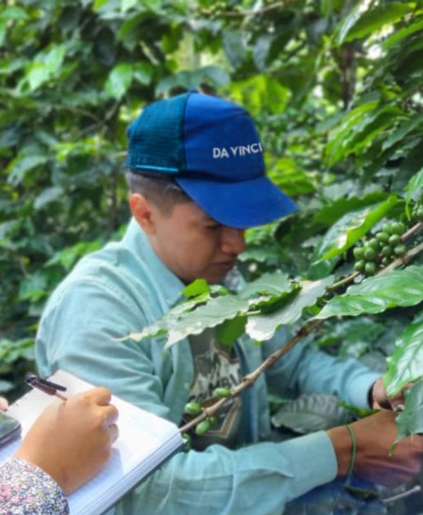 La importancia del Café en Guatemala | Universidad da Vinci de Guatemala